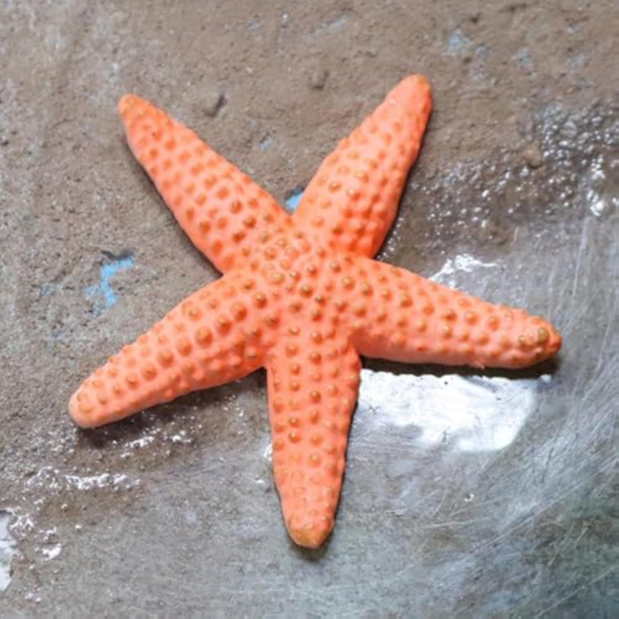 4Pcs Simulation Star Fish Model Educational Toy